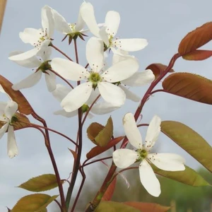 Amelanchier 'Snowflakes'